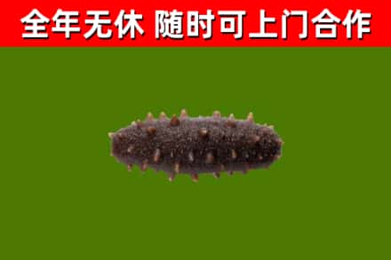高雄市回收海参干
